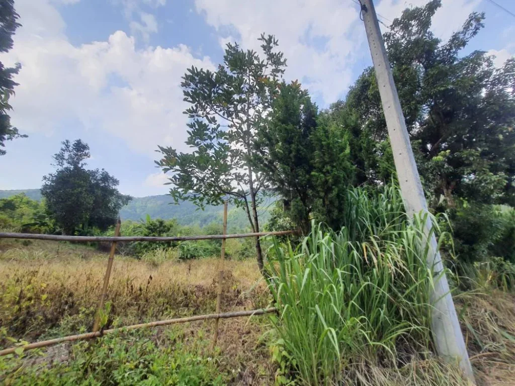 ขายที่ดินบ้านปงหางดง เน้นวิวเนินดอย ใกล้วิวภูเขาโฉนดพร้อมโอนราคาถูก