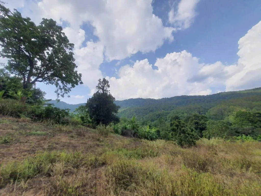 ขายที่ดินบ้านปงหางดง เน้นวิวเนินดอย ใกล้วิวภูเขาโฉนดพร้อมโอนราคาถูก