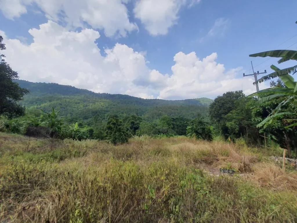 ขายที่ดินบ้านปงหางดง เน้นวิวเนินดอย ใกล้วิวภูเขาโฉนดพร้อมโอนราคาถูก