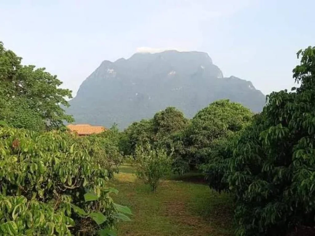 ขายที่สวนลำใยวิวดอยหลวง เชียงดาว แปลงเล็ก พร้อมโอนราคาถูก