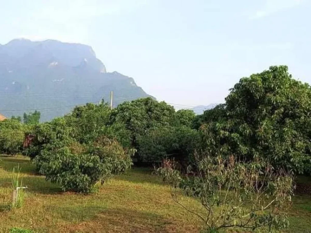 ขายที่สวนลำใยวิวดอยหลวง เชียงดาว แปลงเล็ก พร้อมโอนราคาถูก