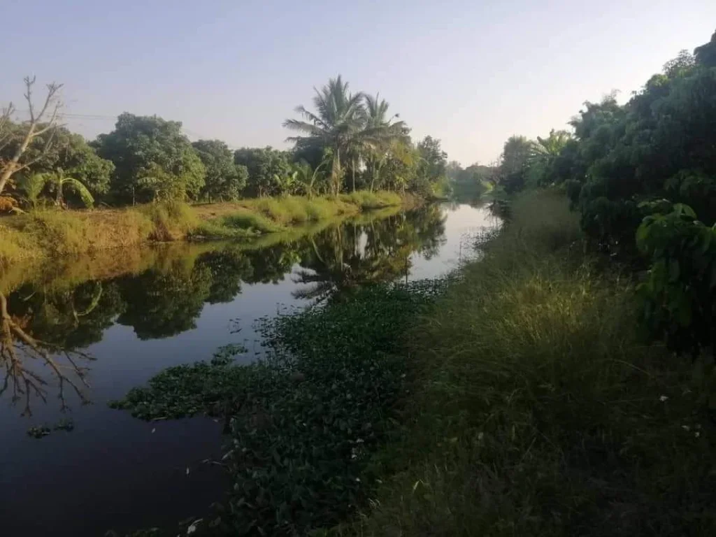 ขายที่ดินลำพูนห่างถนนหลักเพียง 100เมตร อุโมงค์ลำพูน