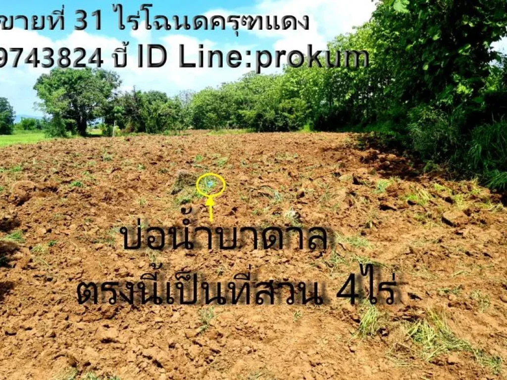 ขายที่ดิน 31 ไร่ๆละ 120000 บาทโฉนดครุฑแดง ติดคลองน้ำ