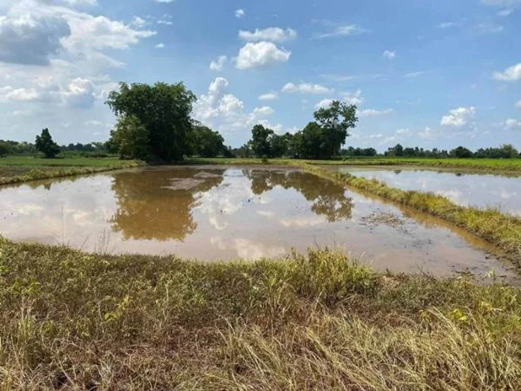 ขายที่ดินโฉนด จังหวัดพิจิตร อโพทะเล ตท่าขมิ้น 8 ไร่