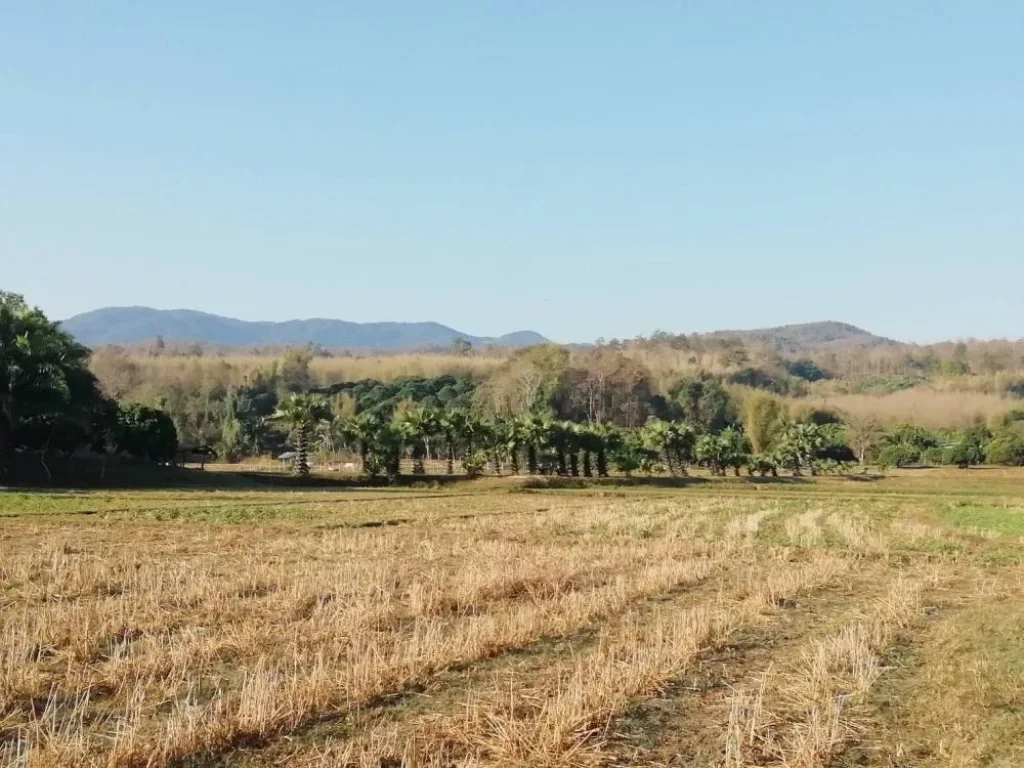 ที่นาวิวสวย อำเภอแม่ริม จังหวัดเชียงใหม่ มองเห็นวิวภูเขาสวย