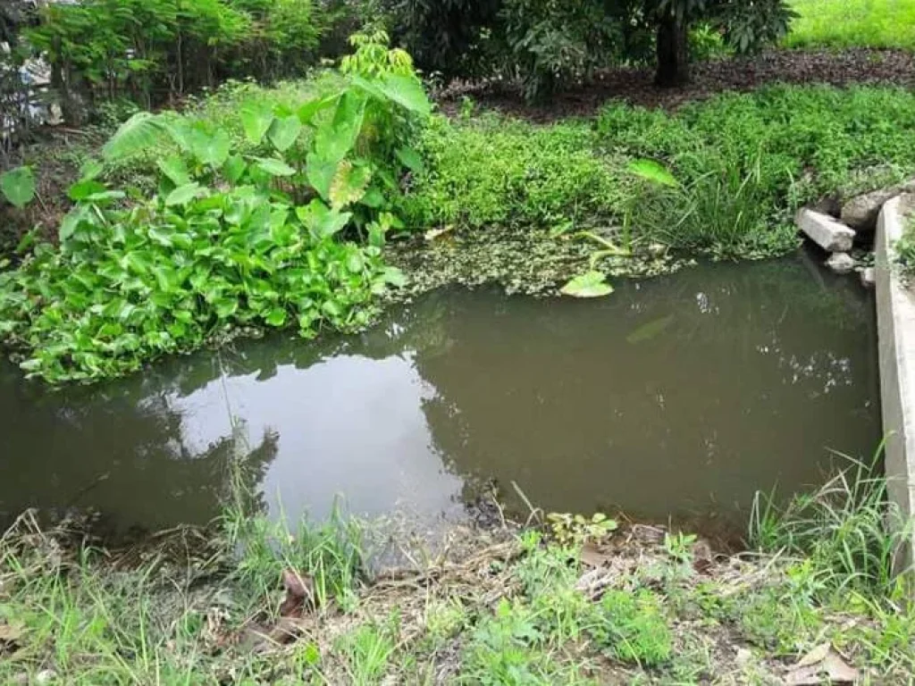 ้ขายที่ดินบ้านป่าบงสารภี ติดถนน ติดลำเหมือง ราคาถูก