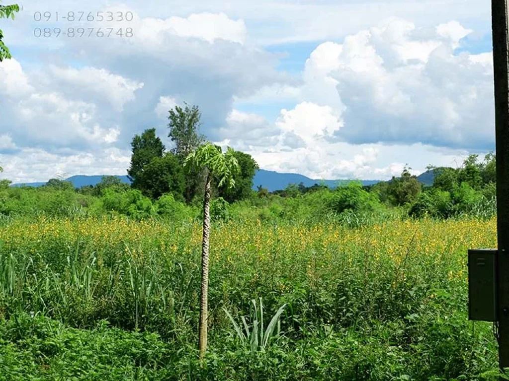 ขายที่ดิน เขาใหญ่ 151ตรว กับ 175ตรว ติดกัน วิวเขาใหญ่ ทำเลดี ใกล้ถนนธนะรัชต์ เหมาะปลูกบ้านพักตากอากาศ ขายราคาถูกๆ