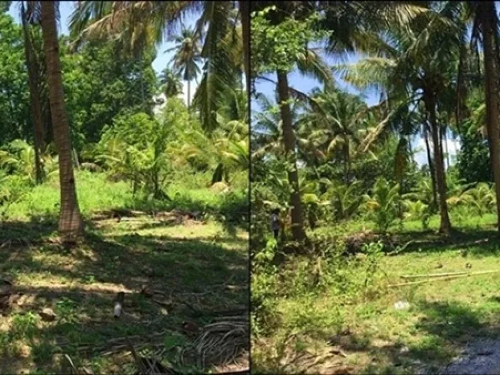 ขายที่ดิน 1 ไร่ ใกล้ทะเลแม่รำพึง อบางสะพาน จ ประจวบคีรีขันธ์