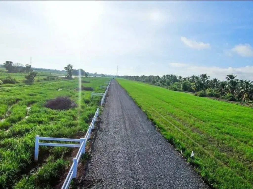 ขายที่ดิน ปทุมธานี หนองเสือ ขนาดกำลังดี 200 ตรว คลอง 9 หนองเสือ ปทุมธานี