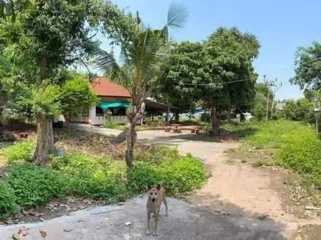 ขายที่ดินสันผีเสื้อพร้อมสิ่งปลูกสร้าง ห่างศาลากลางเพียง 35km