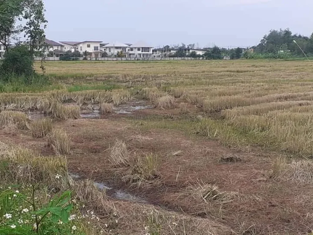 ขายที่นาต้นเปา สันกำแพง ติดถนนสองด้าน ราคาน่าลงทุน