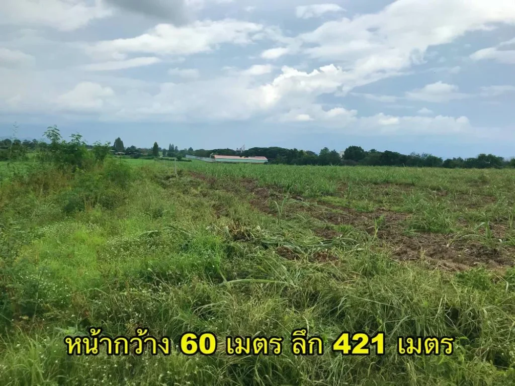 ขายที่ดิน 32 ไร่ บ้านผังสอง ตหนองสาหร่าย อปากช่อง จนครราชสีมา