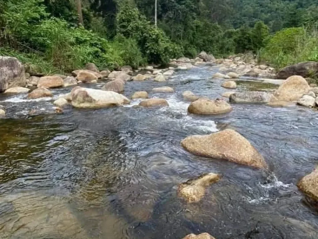 ขายที่ดินป่าเมี่ยงดอยสะเก็ต หน้าติดถนนหลักหลังต้ดน้ำ ราคาน่าลงทุน