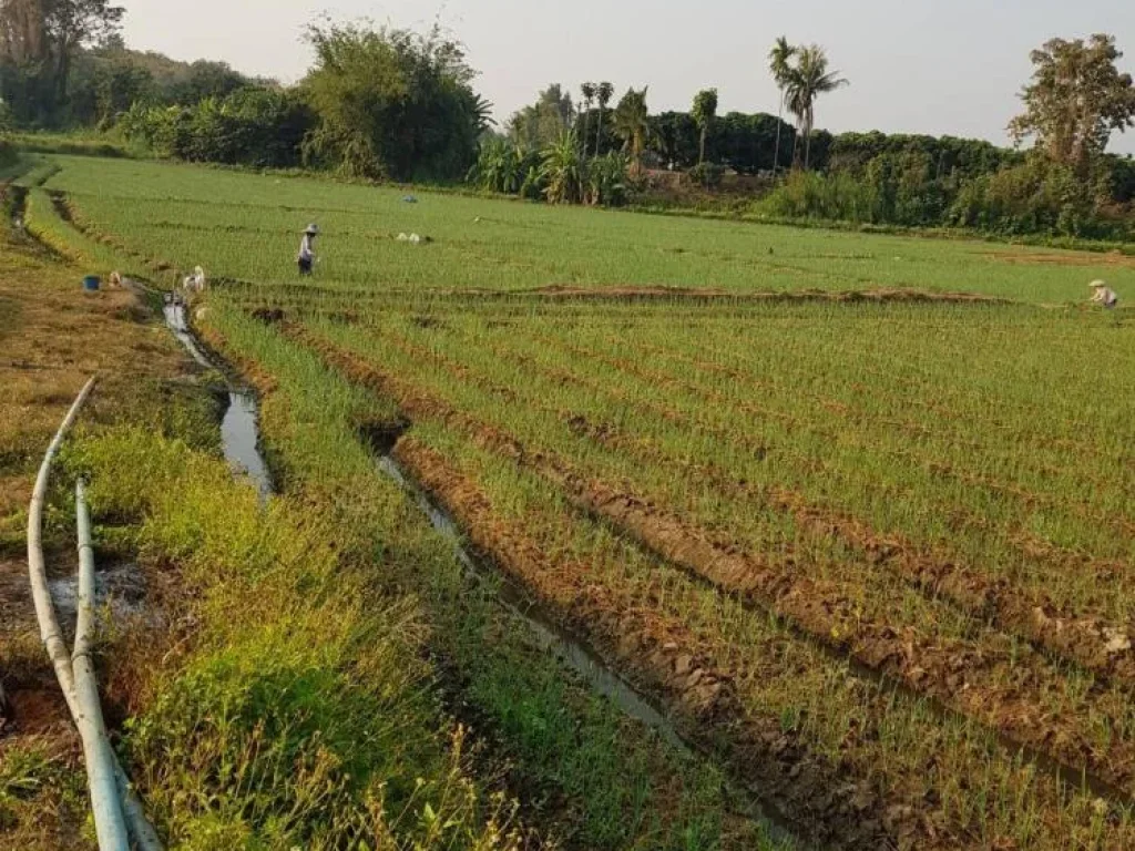 ขายที่ดินพื้นที่สวย บ้านทุ่งศาลา ตกลบดอนเปา อำเภอแม่วาง จังหวัดเชียงใหม่ พื้นที่ 9 ไร่ ไร่ละ 800000บาท สามารถทำการเกษตรได้และใกล้แหล่งน้ำ