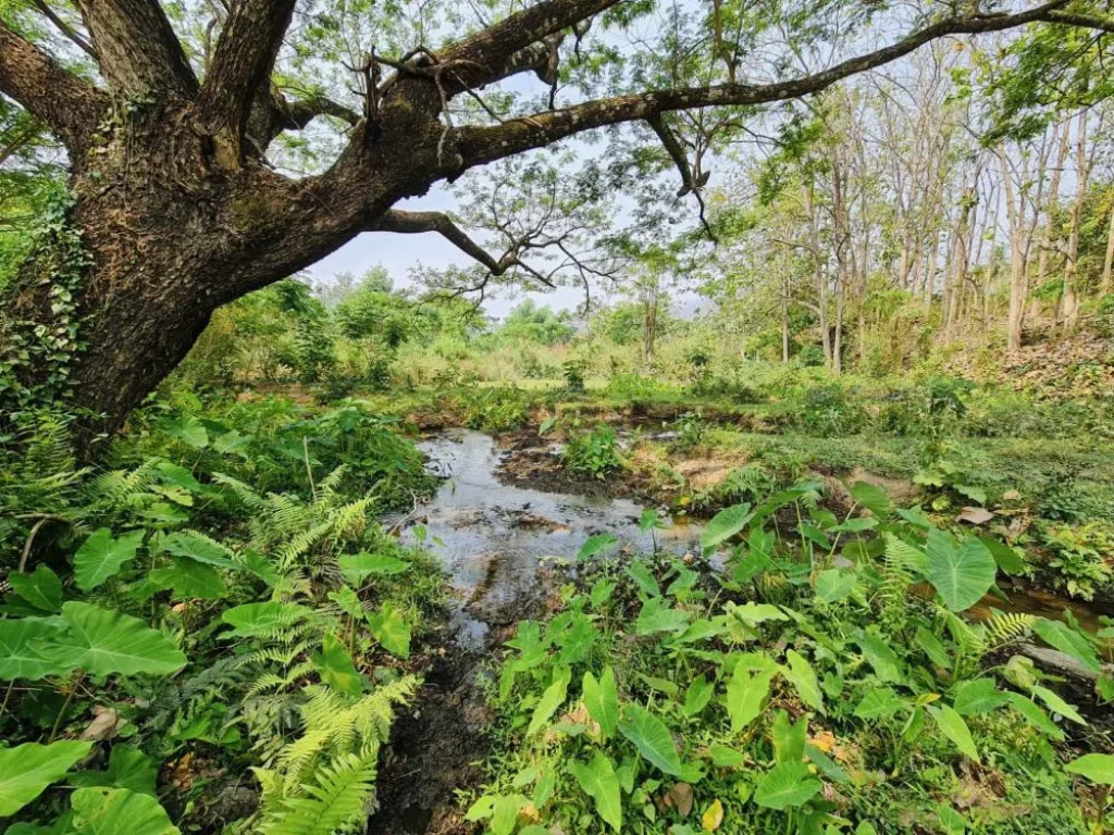 ขายที่เเปลงสวยหายาก ติดเเม่น้ำ 11 ไร่ 161 ตรว ทางขึ้นดอยอินทนนท์