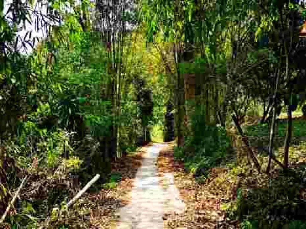 ขายที่ดิน บ้านปางจำปี อำเภอแม่ออน จังหวัดเชียงใหม่