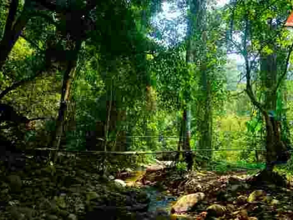 ขายที่ดิน บ้านปางจำปี อำเภอแม่ออน จังหวัดเชียงใหม่