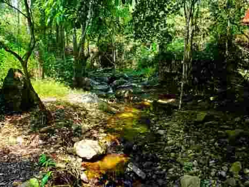 ขายที่ดิน บ้านปางจำปี อำเภอแม่ออน จังหวัดเชียงใหม่