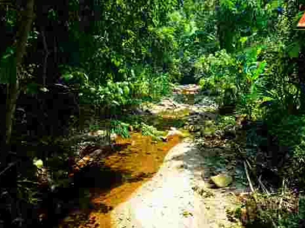 ขายที่ดิน บ้านปางจำปี อำเภอแม่ออน จังหวัดเชียงใหม่