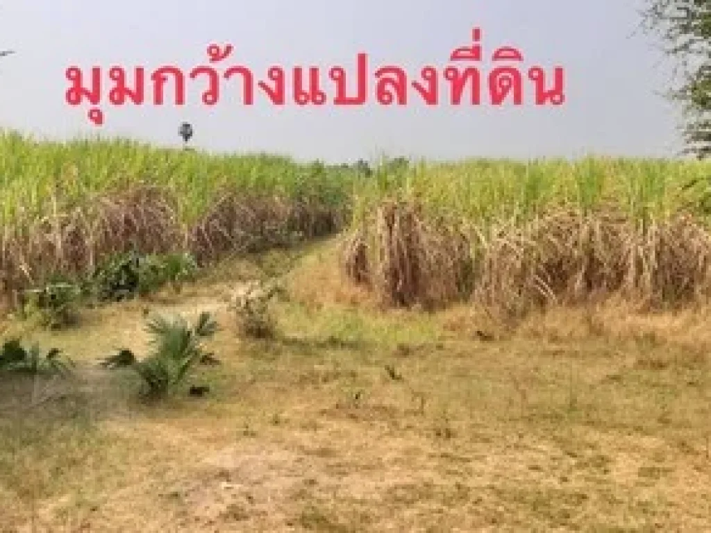 ขายที่ดินพื้นที่ 14 ไร่ 3 งาน 55 ตรวา อเมือง จพิจิตร