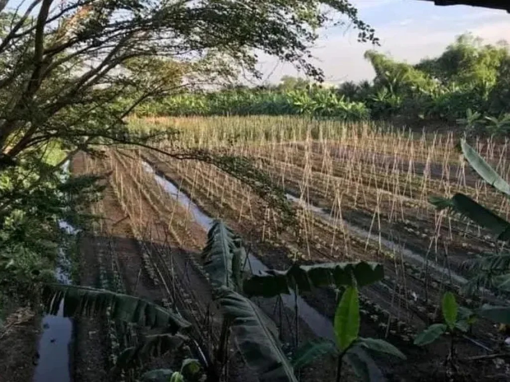 ขายด่วนที่ดินแปลงสวย ใกล้เส้นพระราม2-มหาชัย 19ไร่