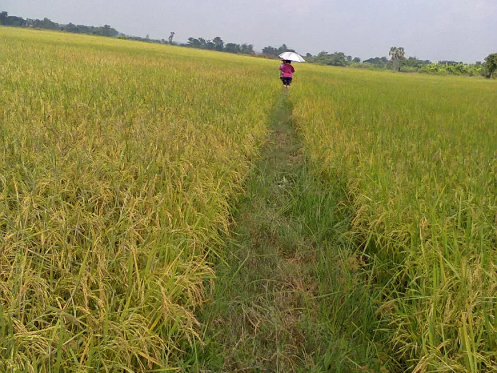 ขายที่ดิน ทำการเกษตร อุตสาหกรรม ติดถนน 4 เลน เมือง สุโขทัย