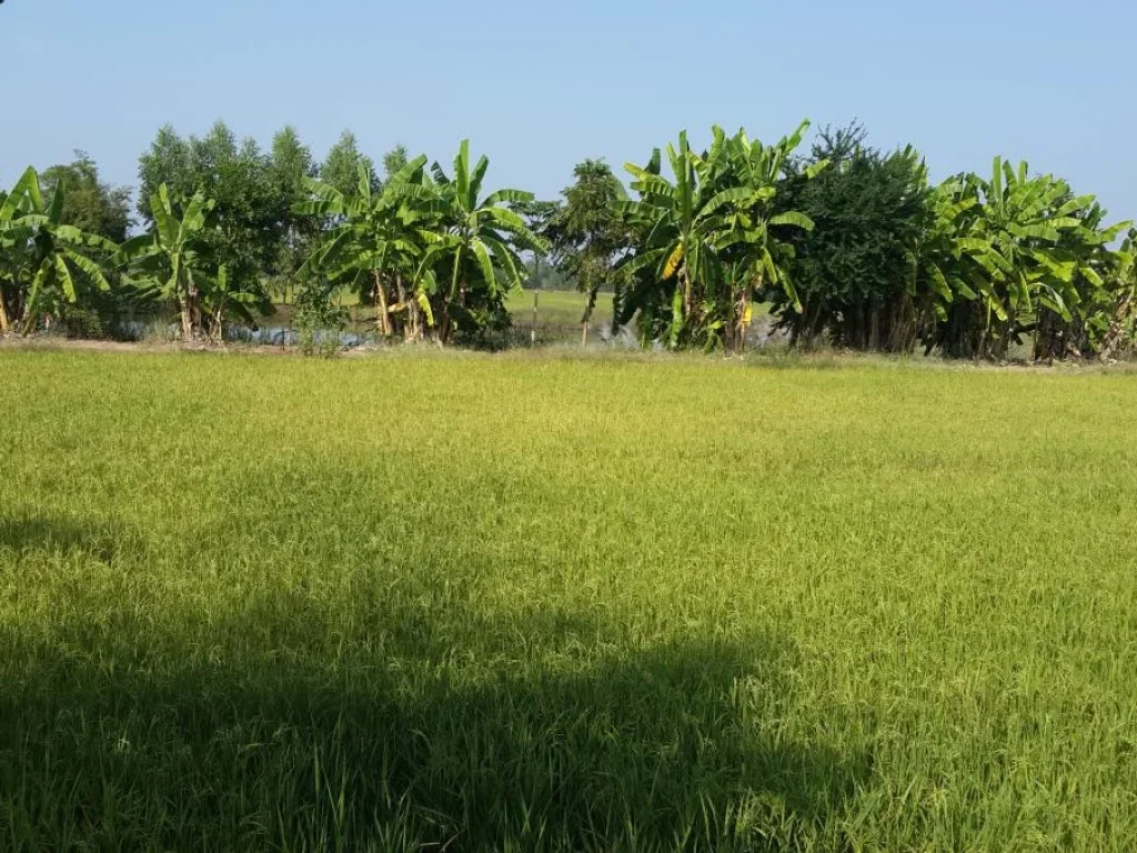 ขายที่ดิน ทำการเกษตร อุตสาหกรรม ติดถนน 4 เลน เมือง สุโขทัย