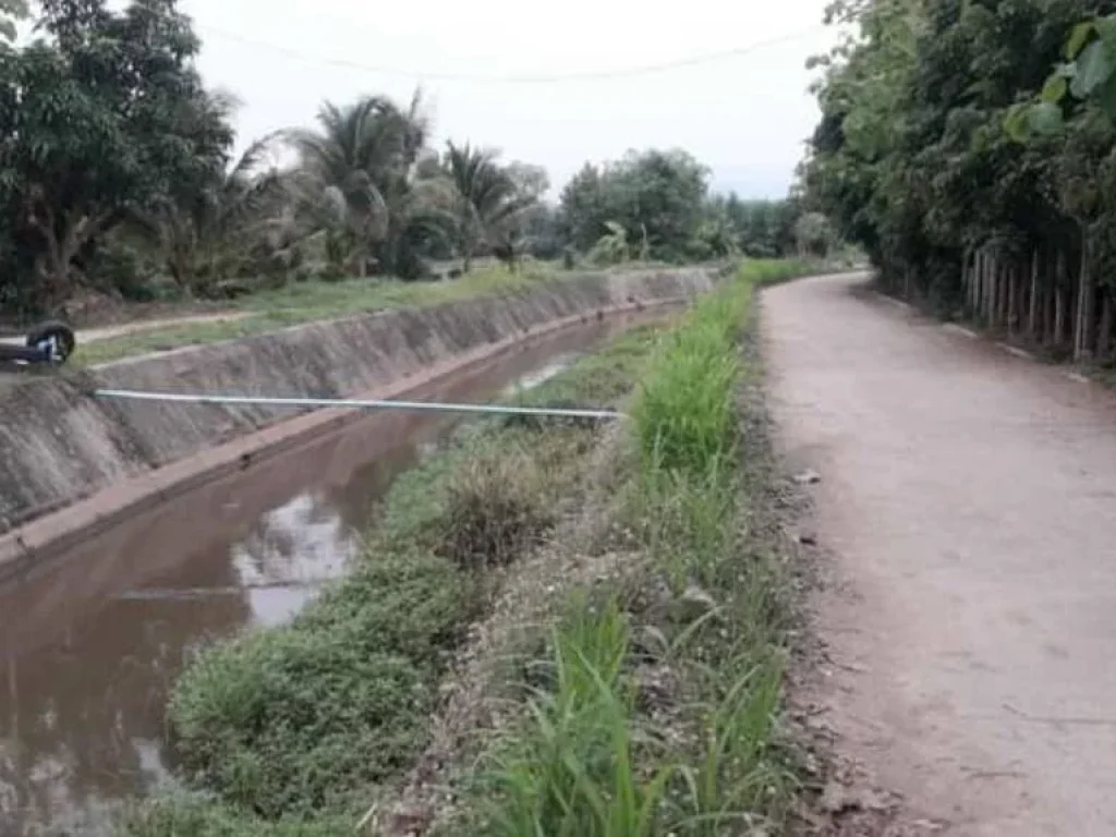 ขายที่นาน้ำบ่อหลวง สันป่าตอง ถนนคอนกรีต ราคาถูก