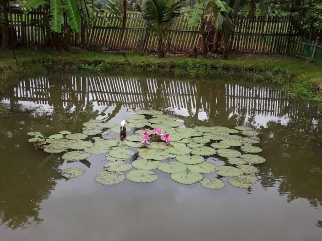 ขายที่ดินพร้อมบ้าน อำเภอเมือง จังหวัดลำปาง บรรยากาศธรรมชาติ สงบ