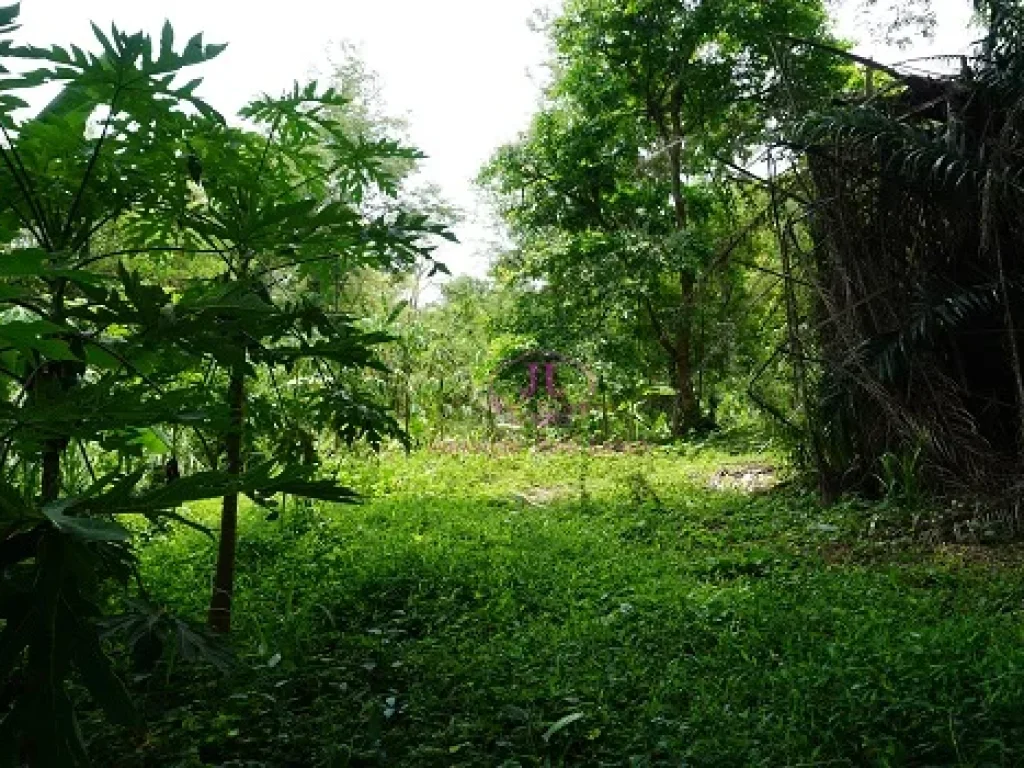 ขายที่ดิน ติดรุ่งอรุณน้ำพุร้อน บ้านโป่งนก ตำบลสหกรณ์ อำเภอแม่ออน จังหวัดเชียงใหม่