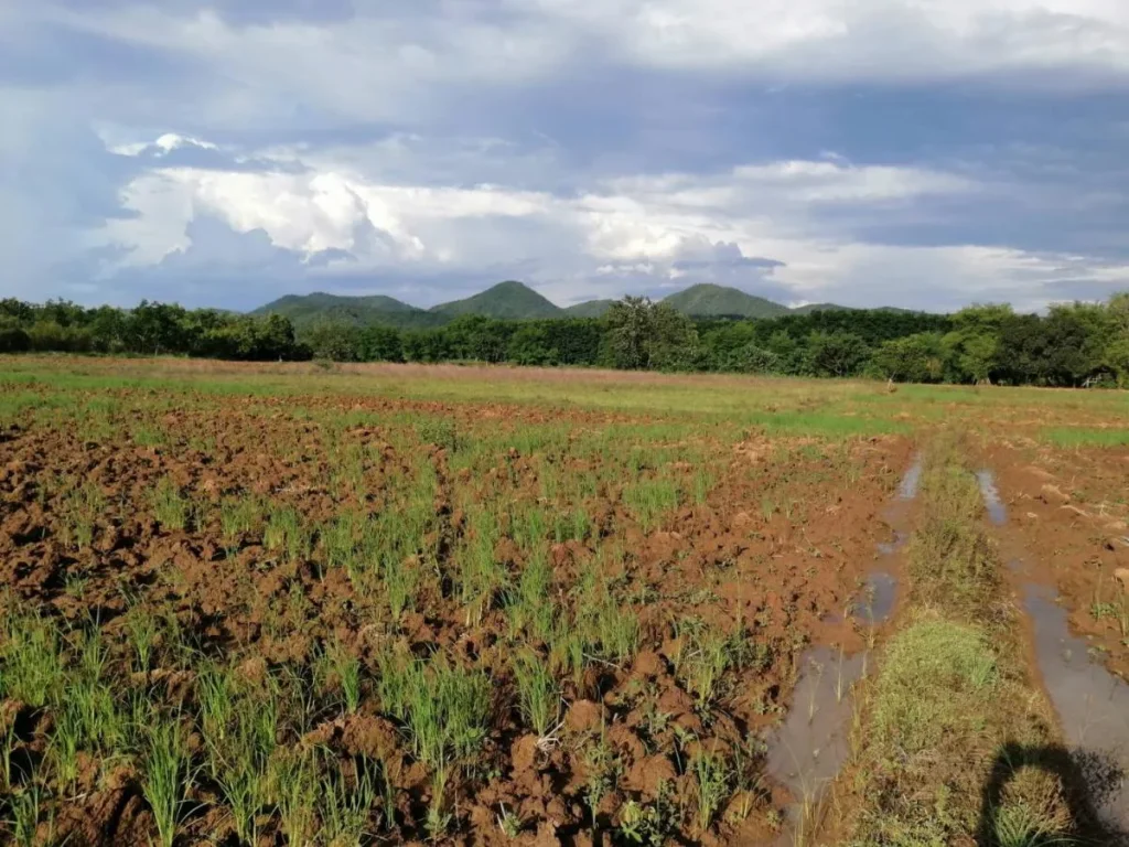 ขายที่นา 4 ไร่ 82 ตรวตศรีสองรัก อเมือง จเลย 450000 บาท