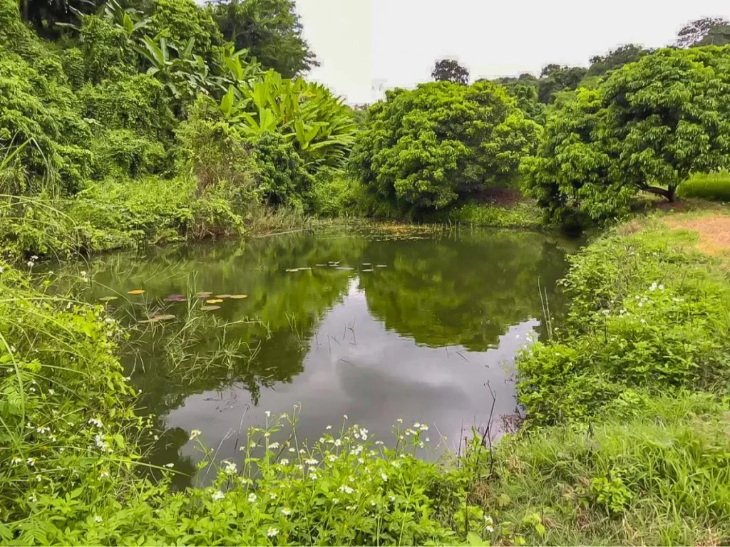 ขายที่ดิน บ้านแม่แอน ตำบลห้วยทราย อำเภอแม่ริม จังหวัดเชียงใหม่