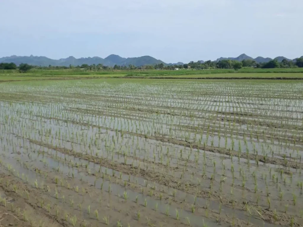 ขายที่ดิน ตำบลเกาะสำโรง อำเภอเมือง กาญจนบุรี ที่ดินสวย ทำเลดี บรรยากาสดี เดินทางสะดวก