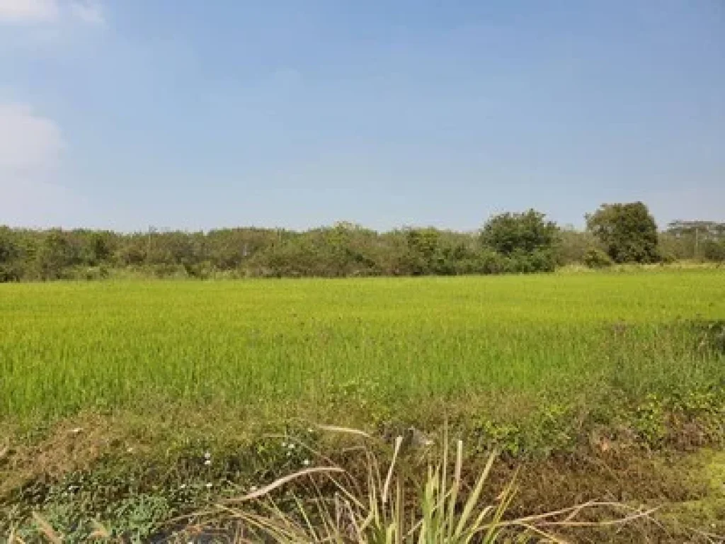 ขายที่ดินคลอง10 หนองเสือ ติดถนนซอยเรียบคลอง ขนาด 600 ตรว เหมาะทำการเกษตร ปลูกบ้าน