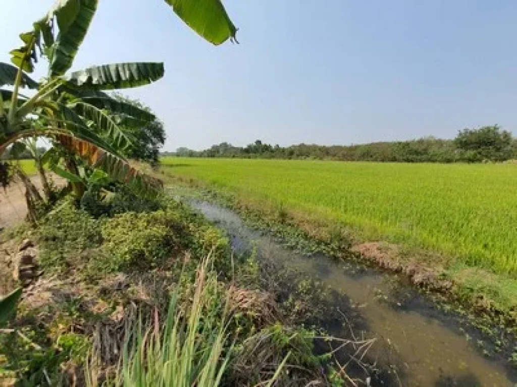 ขายที่ดินคลอง10 หนองเสือ ติดถนนซอยเรียบคลอง ขนาด 600 ตรว เหมาะทำการเกษตร ปลูกบ้าน