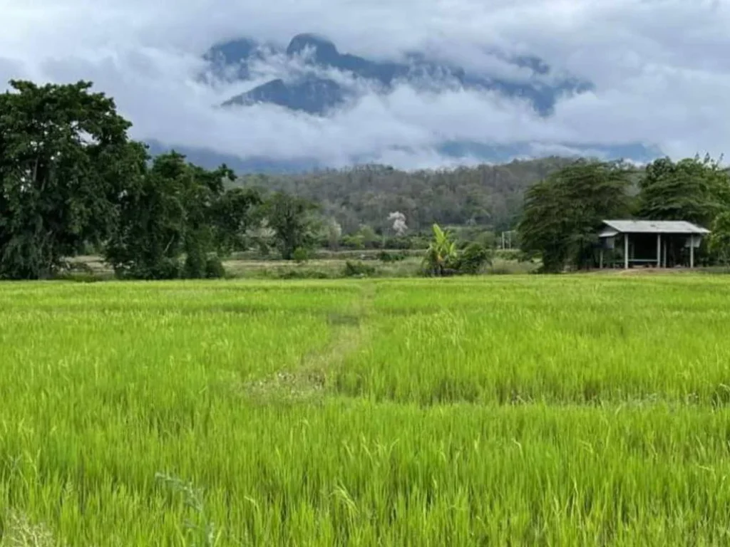 ขายที่ดินติดถนนวิวดอยหลวง เชียงดาว เหมาแปลงราคาถูก