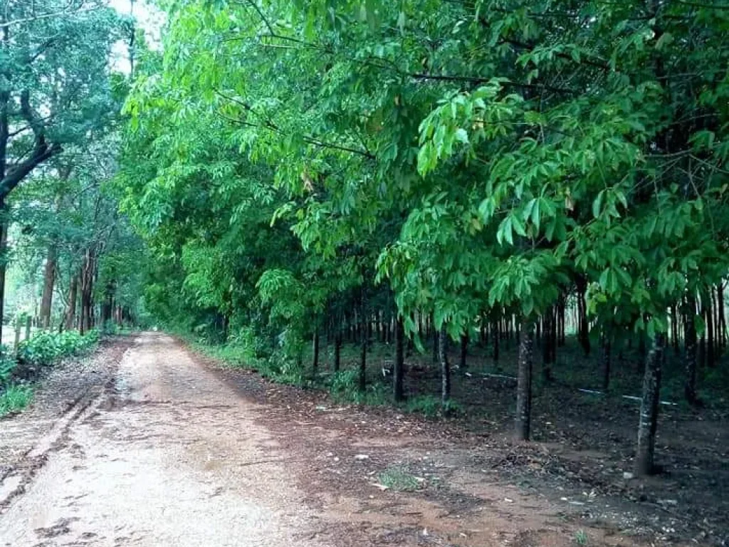 ที่ดินพร้อมสวนยางพารา แปลงสวย ติดถนนสี่เลน น่าน