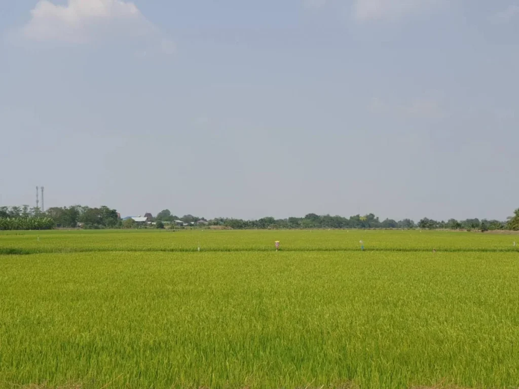 ขายที่ดินลาดหลุมแก้ว ระแหง ลาดหลุมแก้ว ปทุมธานี