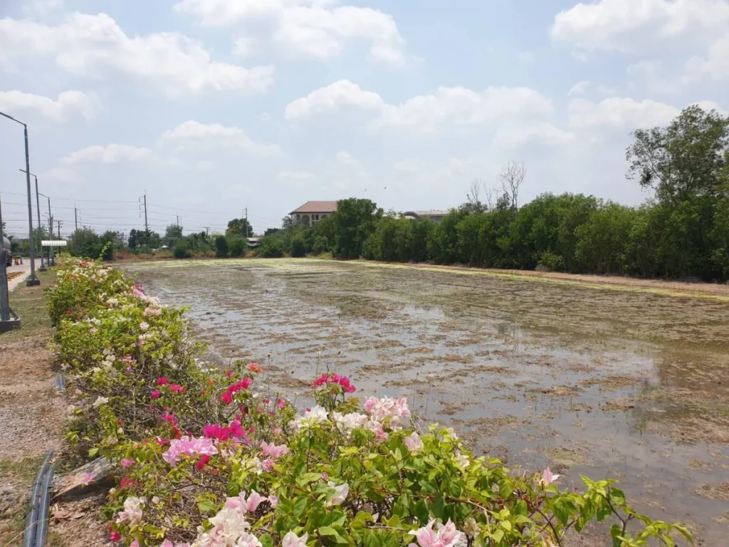 ขายที่ดิน ติดถนนเส้น346 ลาดหลุมแก้ว ปทุมธานี