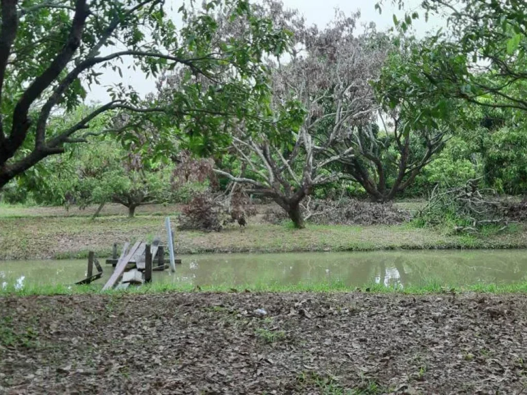 ขายที่สวนลำใยพร้อมบ้านและบ่อน้ำ ทำสวน หนองตองหางดงราคาถูก