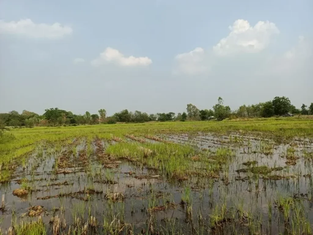 ขายที่ดิน 9-2-81ไร่ ตพระลับ อเมืองขอนแก่น จขอนแก่น