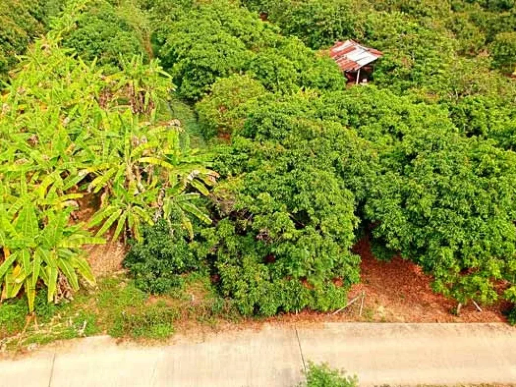 ขายที่ดิน บ้านท่ามะโอ ตำบลขัวมุง อำเภอสารภี จังหวัดเชียงใหม่