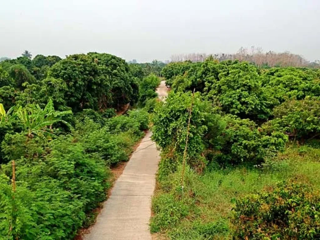 ขายที่ดิน บ้านท่ามะโอ ตำบลขัวมุง อำเภอสารภี จังหวัดเชียงใหม่