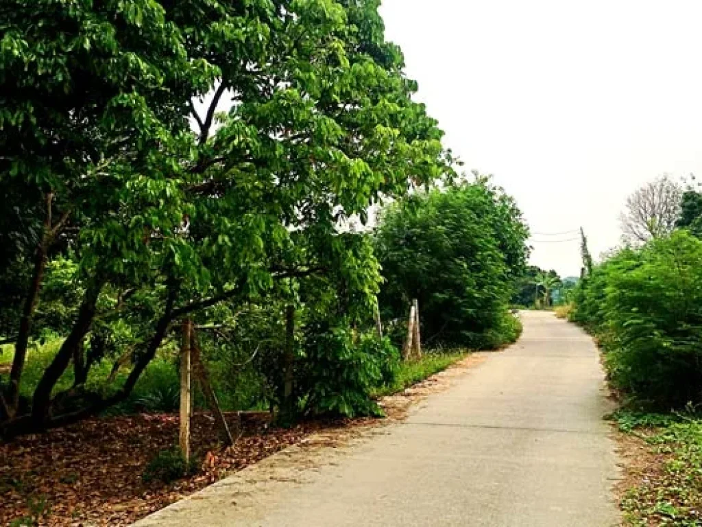 ขายที่ดิน บ้านท่ามะโอ ตำบลขัวมุง อำเภอสารภี จังหวัดเชียงใหม่