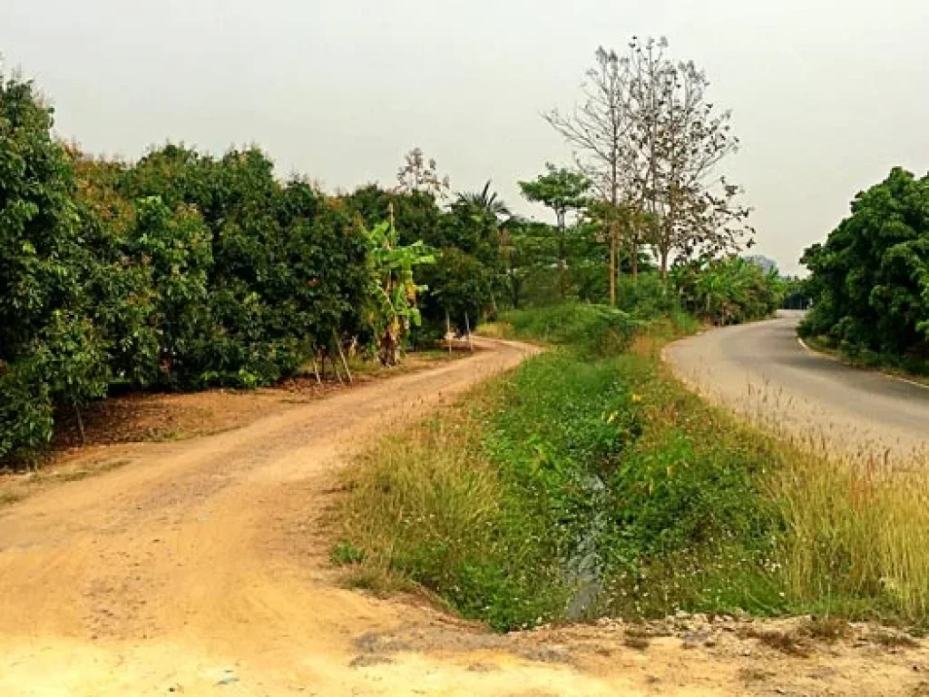 ขายที่ดิน บ้านท่ามะโอ ตำบลขัวมุง อำเภอสารภี จังหวัดเชียงใหม่