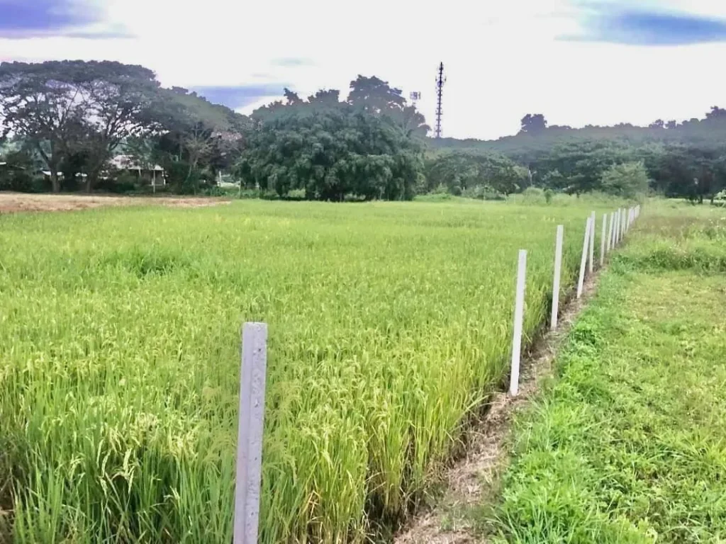 ที่นาวิวภูเขาสวย แม่ริมใกล้เมืองเชียงใหม่