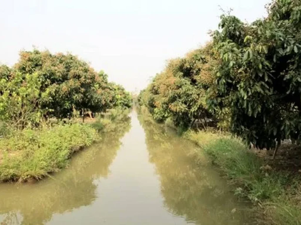 ขายที่ดินพร้อมทำการเกษตรแบบผสมผสาน พร้อมบ้านไม้สัก 2หลัง และโรงจอดรถ จลำพูน