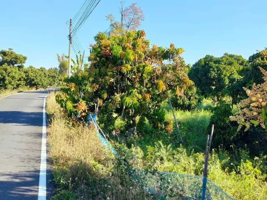 ขายสวนลำใยติดถนนคอนกรีตหน้ากว้างมะขามหลวงสันป่าตองพร้อมโอน