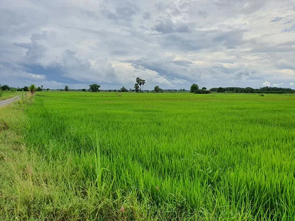 ติดคลองดินท่าสาร ติดทาง 1ไร่369ตรว ใกล้ มเกษตากำแพงแสน ใกล้ด่านเก็บเงินมอเตอร์เวย์