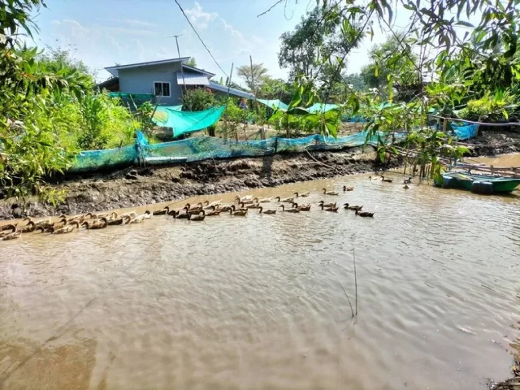 ขายด่วน ที่ดิน 1 ไร่ 42 ตรวา พร้อมบ้านสวน 36 ตรมแขวงคลองสิบสอง เขตหนองจอก กรุงเทพ